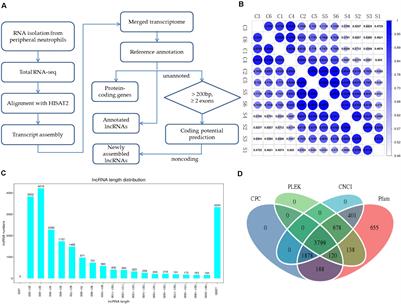 Integrative Analysis of lncRNA-mRNA Profile Reveals Potential Predictors for SAPHO Syndrome